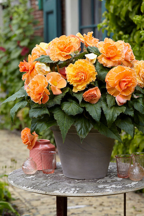 Begonia bollen bestellen Picotee Lace Apricot
