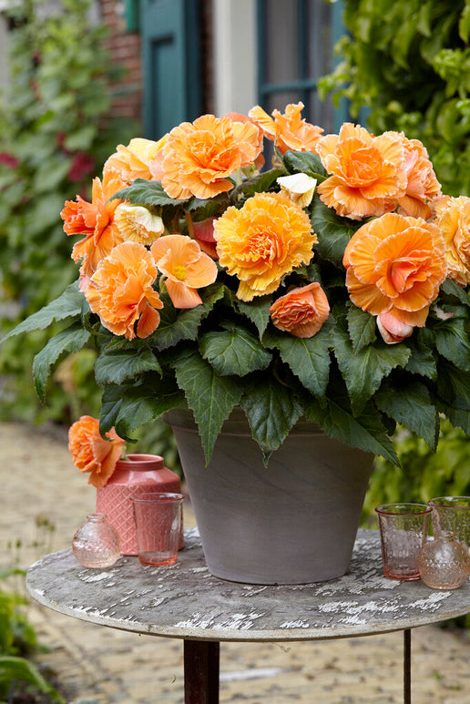 Begonia bollen bestellen Picotee Lace Apricot