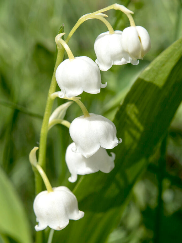 Lelietje van Dalen (Convallaria majalis)