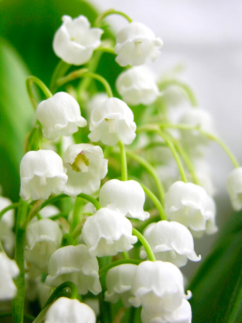Lelietje van Dalen (Convallaria majalis)