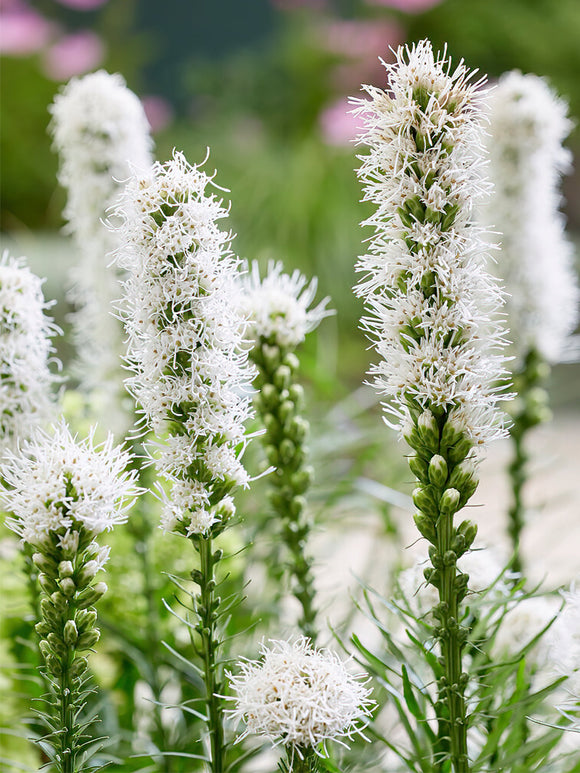 Kopen Liatris Spicata Alba