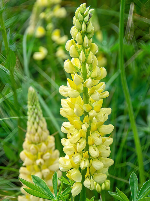 Lupine Chandelier vaste planten