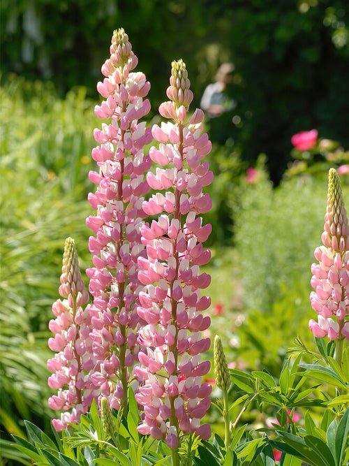 Lupine The Chatelaine vaste planten
