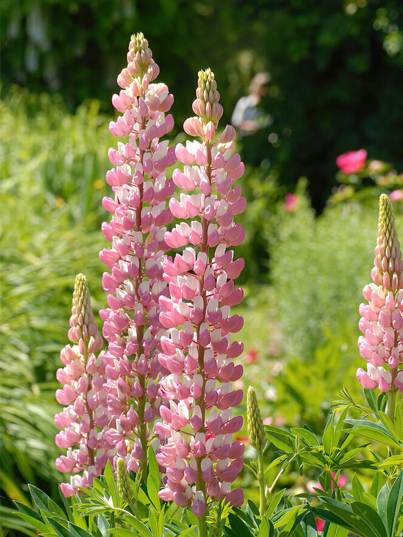 Lupine The Chatelaine vaste planten