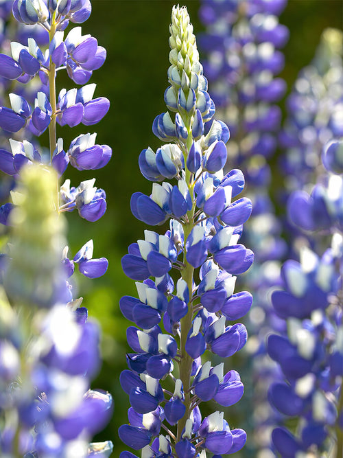 Lupine vaste planten The Governor
