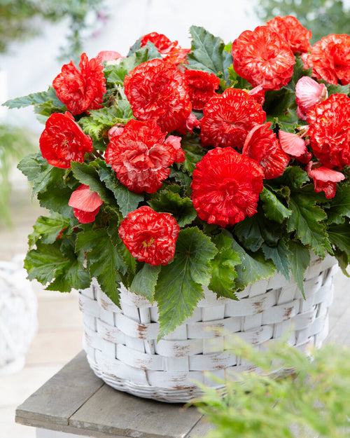 Marmorata KNOLBEGONIA'S bestellen