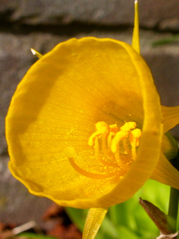 Narcissen Bloembollen Golden Bells