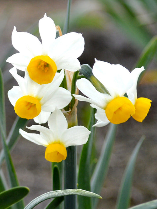 Narcissen Bollen Canaliculatis