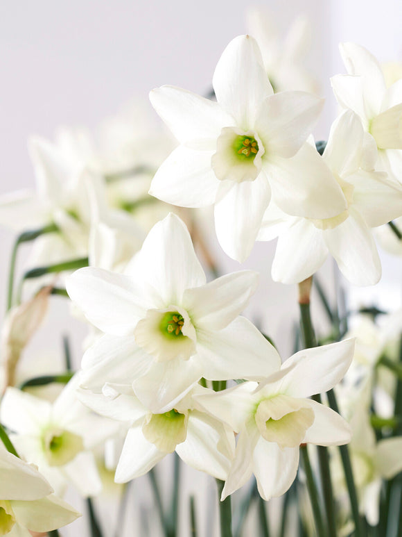 Narcis Polar Hunter groen witte bloem