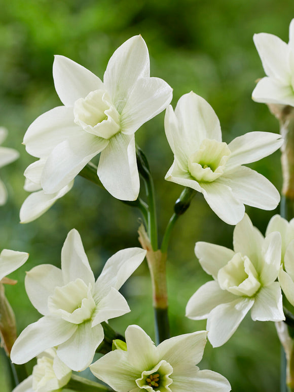 geurende narcis Polar Hunter voorjaar