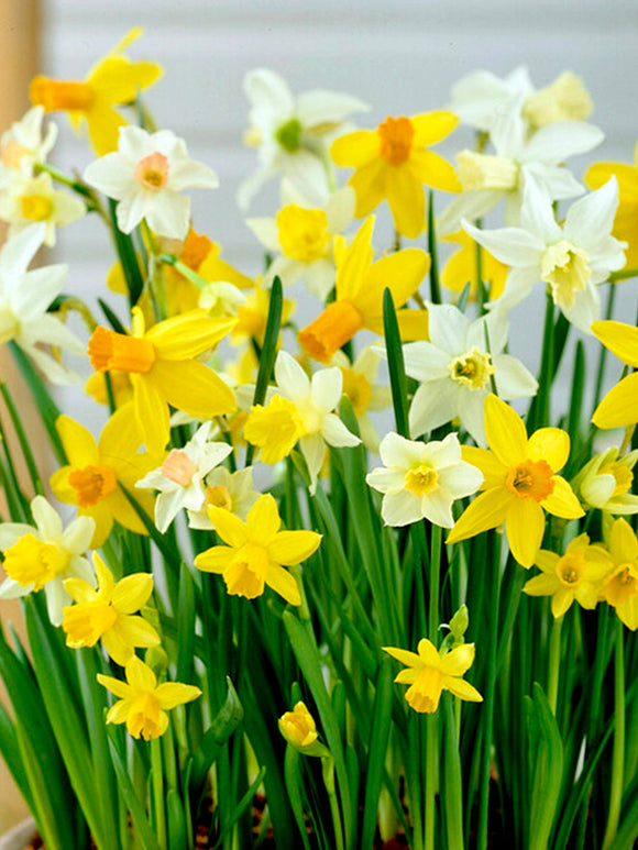 Dwergnarcis Rockgarden Gemengd