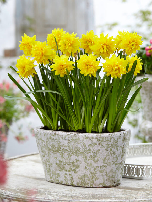 Narcis Tete Deluxe - DutchGrown
