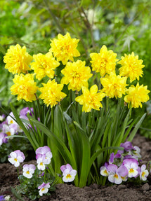 Narcis Tete Deluxe