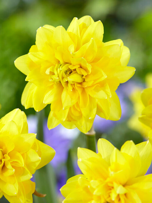 Narcis Tete Deluxe