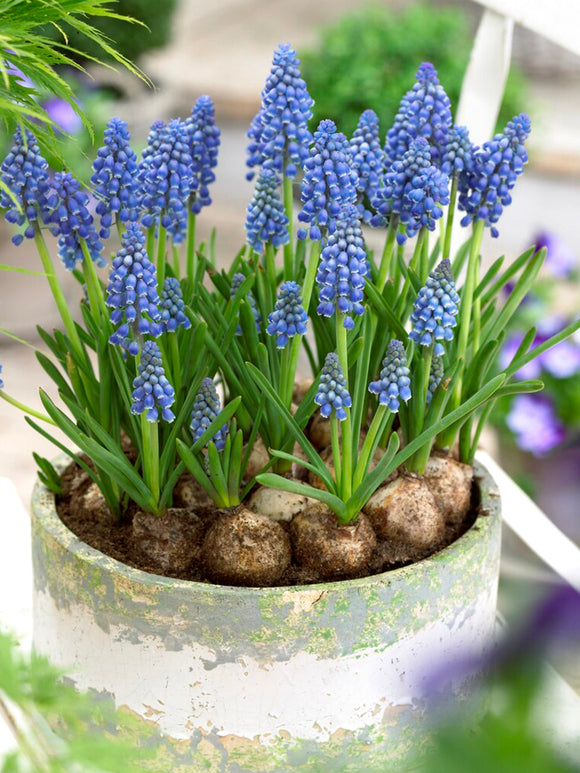 Kopen Muscari Armeniacum Bollen