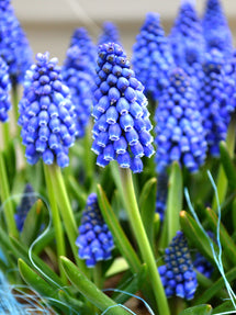 Muscari Armeniacum (Druifhyacint)