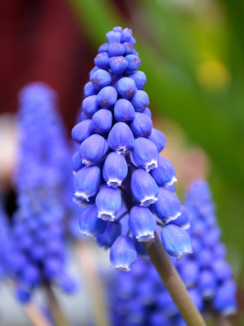Muscari Armeniacum (Druifhyacint)