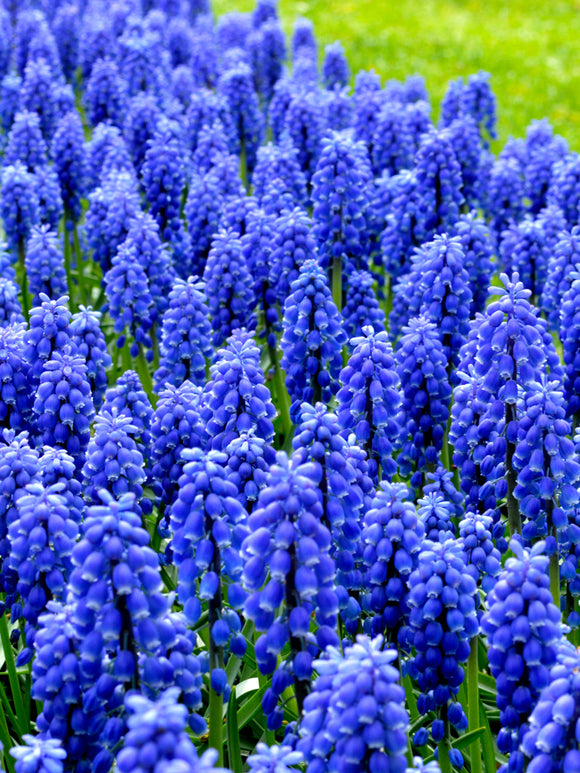 Kopen Muscari Armeniacum Bollen