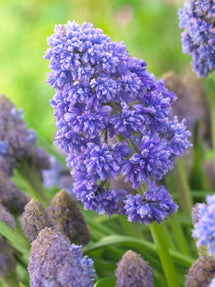 Muscari Fantasy Creation (Druifhyacint)