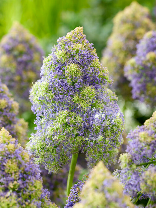 Muscari Fantasy Creation (Druifhyacint) - Bollen Bestellen