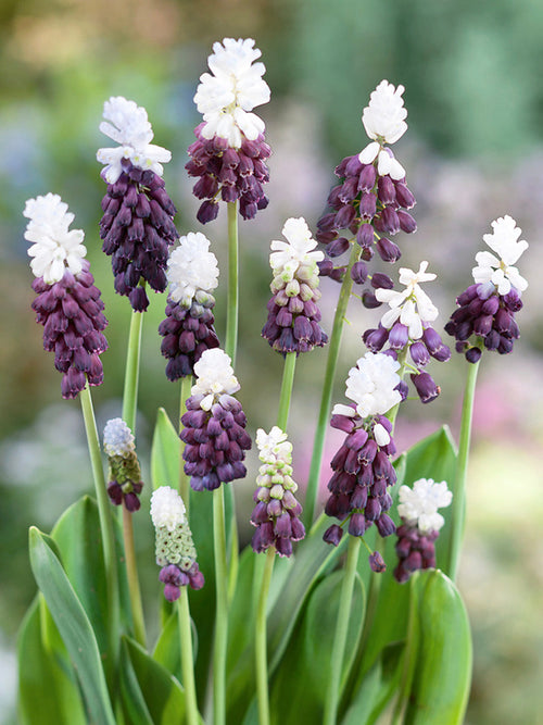 Muscari Grape Ice bollen Druifhyacint