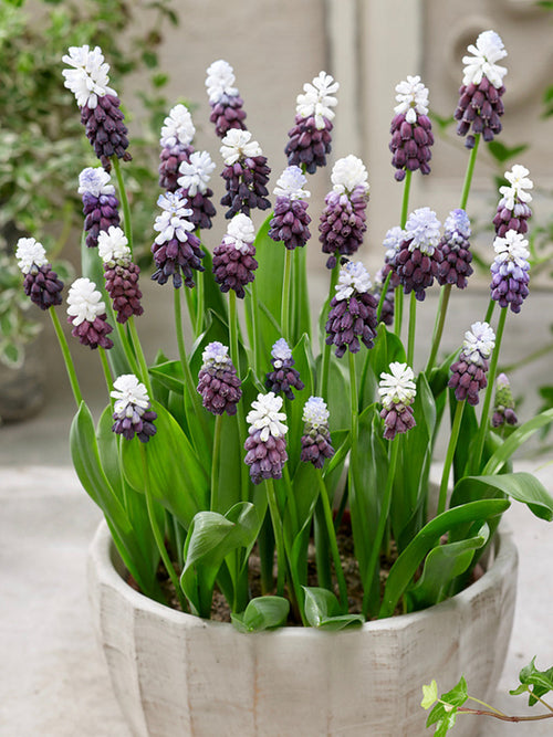 Muscari Grape Ice bloembollen Druifhyacint