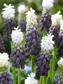 Muscari Grape Ice (Druifhyacint)