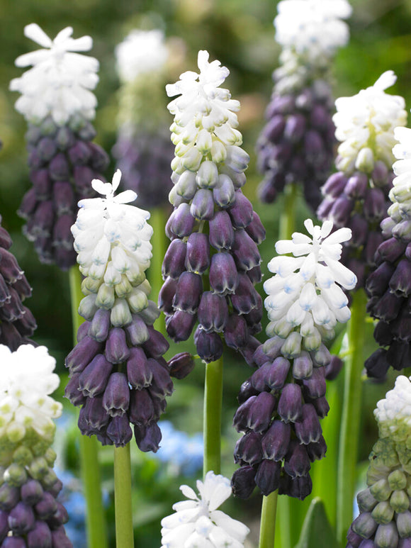 Muscari Grape Ice (Druifhyacint)