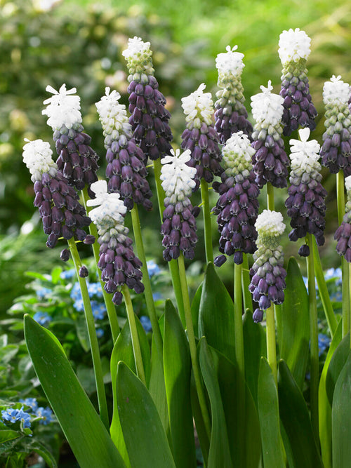 Muscari Grape Ice bollen bestellen