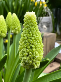 Muscari Lady Madonna (Druifhyacint)