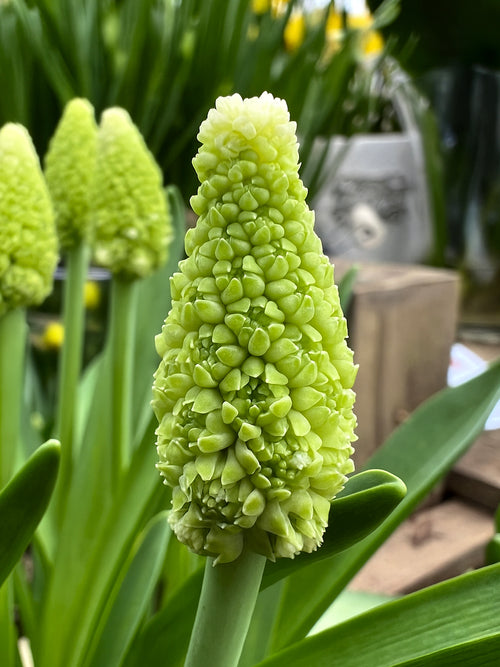 Muscari Lady Madonna (Druifhyacint)