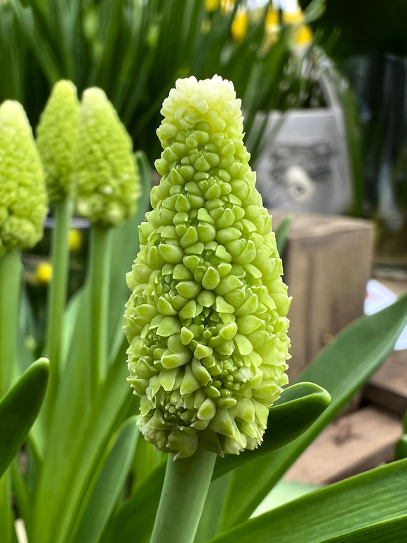 Muscari Lady Madonna (Druifhyacint)