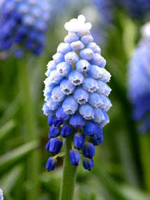 Muscari Mount Hood (Druifhyacint)