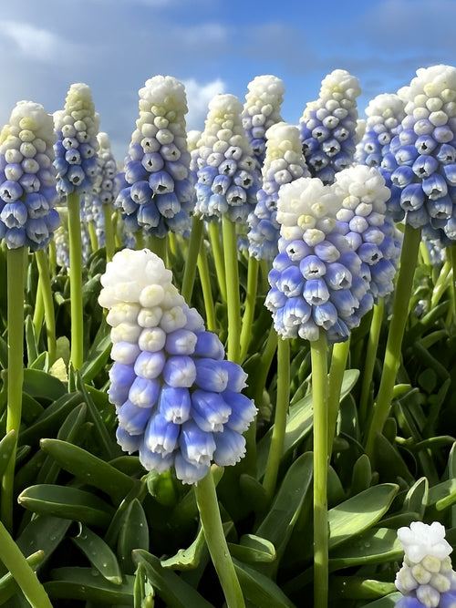 Muscari ‘Mountain Lady’ met tweekleurige bloemen – lichtblauwe toppen en diepblauwe basis, bloeiend in het voorjaar.