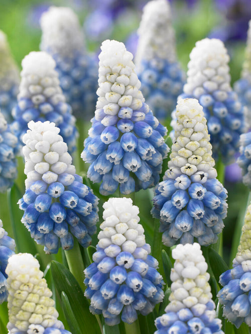 Voorjaarsbloei van Muscari ‘Mountain Lady’ geplant in een border tussen andere lentebollen.