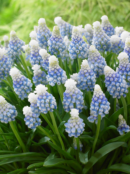 Groepje Muscari ‘Mountain Lady’ met ijzig blauwe bloemen en kobaltblauwe accenten in de tuin.