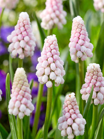 Muscari Pink Sunrise (Druifhyacint)