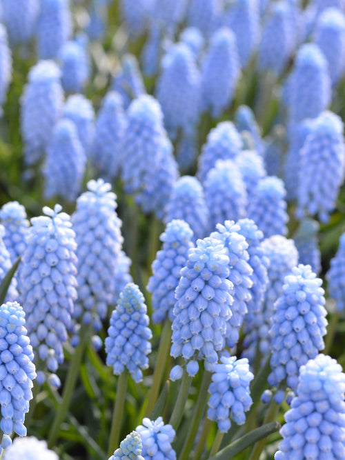 Blauw Grape Hyacinths