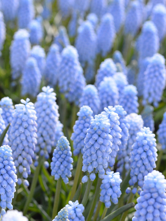 Blauw Grape Hyacinths