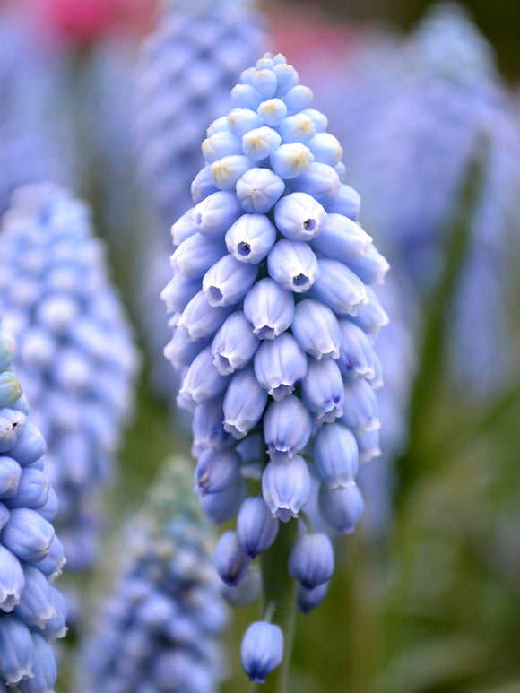Muscari Bollen Valerie Finnis