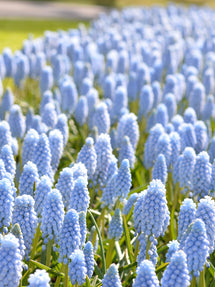 Muscari Valerie Finnis (Druifhyacint)