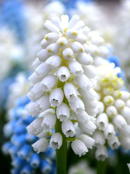 Muscari White Magic | DutchGrown™