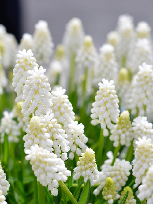 Muscari White Magic (Druifhyacint)