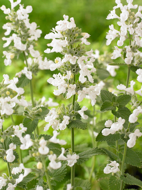 Nepeta Snowflake Kattenkruid Planten