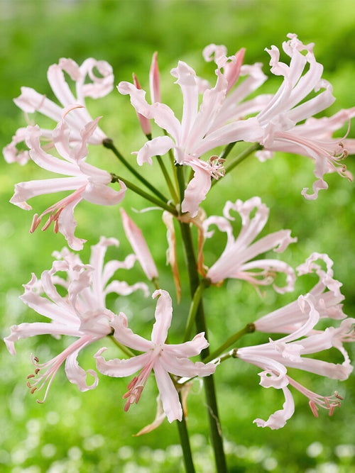 Kliplelie Nerine Bowdenii Vesta bloembollen