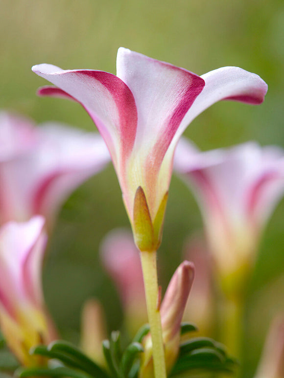 Oxalis Autumn Pink (Klaverzuring)