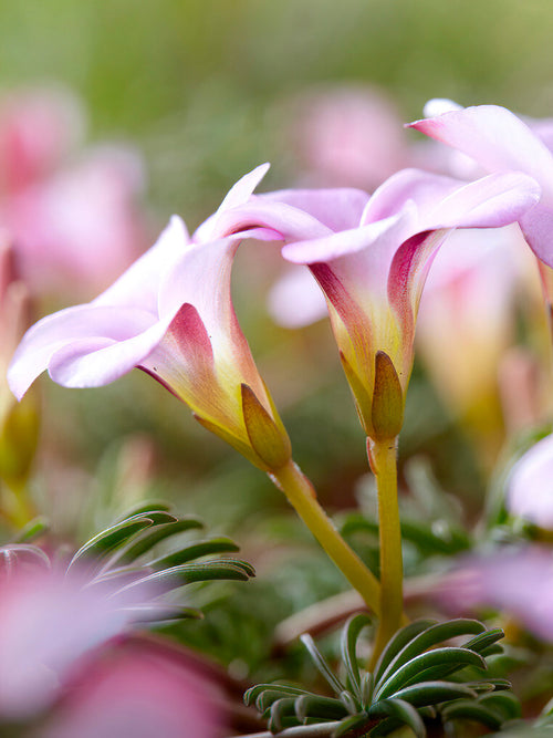 Oxalis Autumn Pink (Klaverzuring)