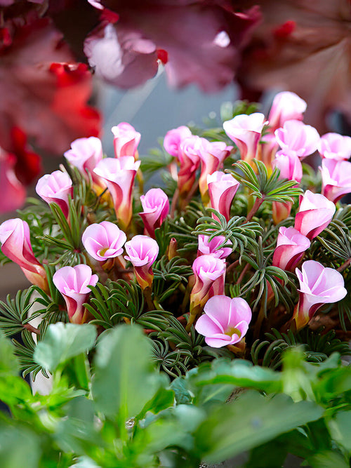 Oxalis Autumn Pink (Klaverzuring)