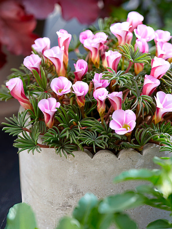 Oxalis Autumn Pink (Klaverzuring)