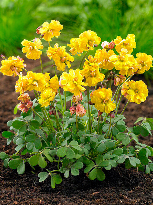 Koop Oxalis Double Trouble